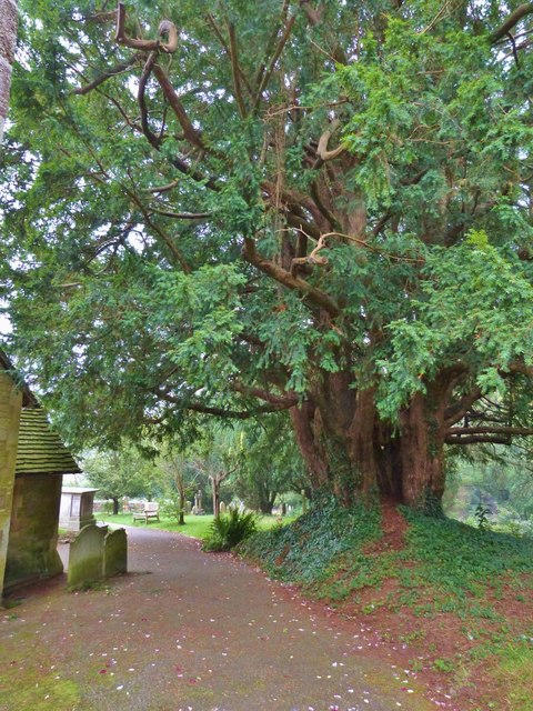 Ancient Yew tree, Fittleworth parish church