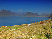 NG5114 : Cattle north of Elgol by John Allan