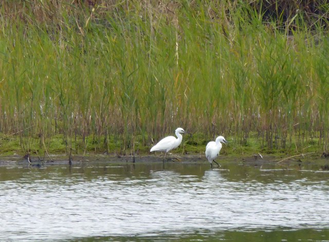 Two Little Egrets at RSPB Old Moor