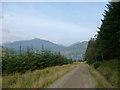 Forest track above Lettermay