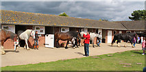 TG1742 : Hillside Animal & Shire Horse Sanctuary, West Runton - Animal rescue by John Salmon
