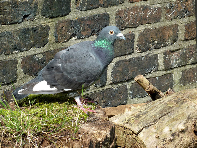 Resting pigeon by Hall Green Lock, Cheshire