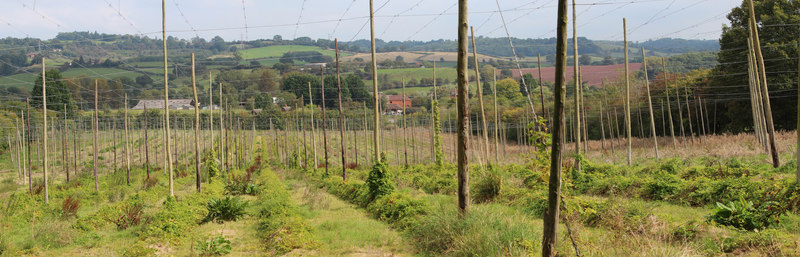 Hop Field Near Orleton Court © Oast House Archive Cc-by-sa 2.0 