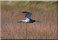 TF7544 : Curlew flypast by Pauline E