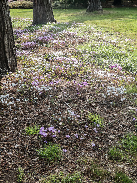 Cyclamen under Pine Trees, Royal Horticultural Society Garden, Wisley