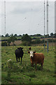 SP5474 : Cows - Rugby Radio Station by Stephen McKay