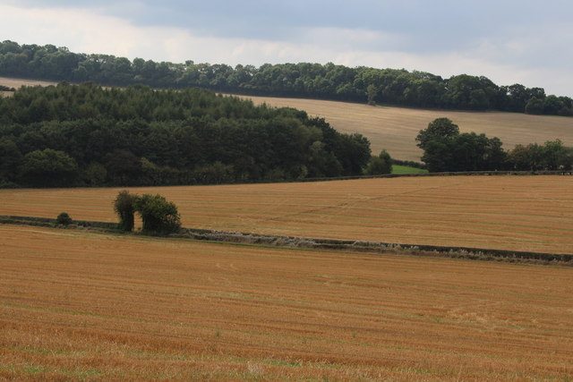 Crop field by Fetterlocks lane