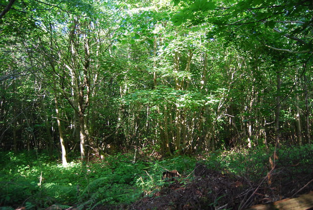 Dense vegetation, Park Wood