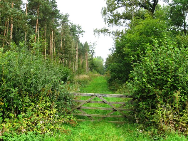 Scotland Wood