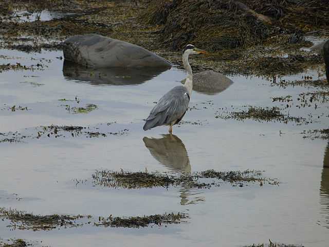 Heron on the shore at Kilnaughton Bay