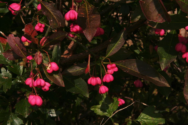 Spindleberries in a hedge on a corner of the B1225