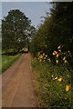 Autumn Hawkbit by the drive to Otby House