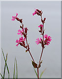 NJ8065 : Red Campion (Silene dioica) by Walter Baxter