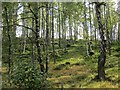 NH8910 : Birch woods near Inverdruie by Richard Webb