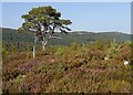NH2320 : Caledonian forest restoration, by Cougie by Craig Wallace