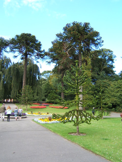 Monkey puzzle trees, Sewerby Hall gardens