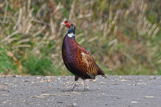 West Somerset : Pheasant