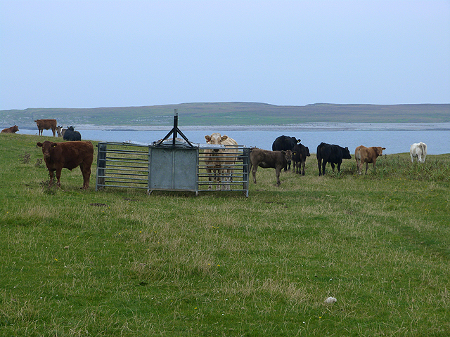 Bullocks on the Ardnave peninsula