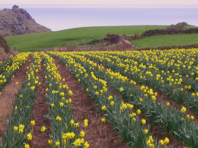 Daffodil Crop, Lizard