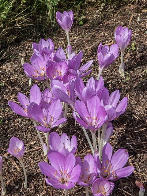 Colchicums, Royal Horticultural Society Garden, Wisley, Surrey