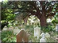 Old Yews in an overgrown churchyard, Yapton, parish church