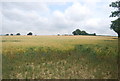 Rape seed field