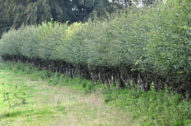 West Somerset : Hedgerow