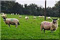 ST0129 : West Somerset : Grassy Field & Sheep by Lewis Clarke