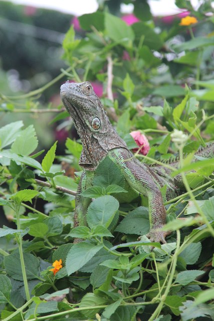 Iguana at Stratford-upon-Avon Butterfly Farm