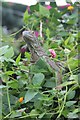 Iguana at Stratford-upon-Avon Butterfly Farm