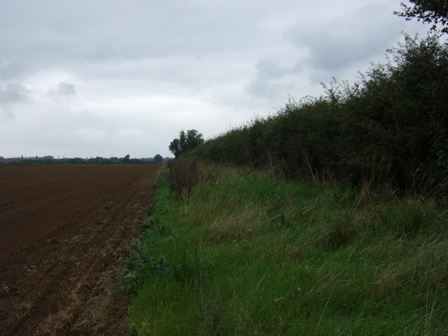 Field margin and hedgerow
