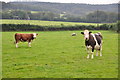 West Somerset : Cattle Grazing