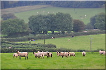 ST0029 : West Somerset : Sheep Grazing by Lewis Clarke