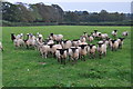 West Somerset : Grassy Field & Sheep