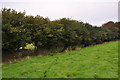 ST0029 : West Somerset : Grassy Field & Hedgerow by Lewis Clarke