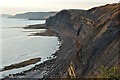 SY9177 : Cliffs east of Kimmeridge Bay, Dorset by Edmund Shaw
