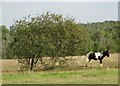 Tankersley Common Side near Hoyland