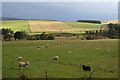 Fields near Towie