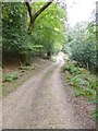 Godshill Wood, forestry road