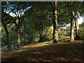 Cathkin Braes woodland