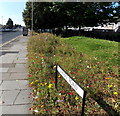 Colourful flowers at the edge of Wharf Road, Newport