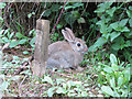 Wild rabbit on the Lower Mill Estate