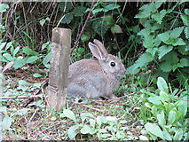 SU0293 : Wild rabbit on the Lower Mill Estate by Gareth James