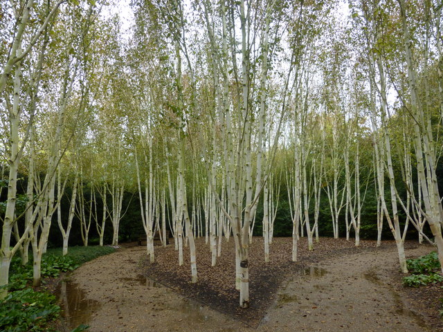 Birch trees at Anglesey Abbey, Lode
