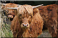 Highland Cows on the Torwoodlee Estate