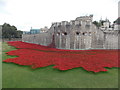 TQ3380 : London: sea of poppies surrounding the Tower of London by Chris Downer
