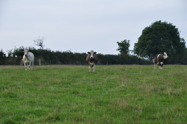 West Somerset : Grassy Field & Cattle