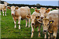 West Somerset : Cattle Grazing