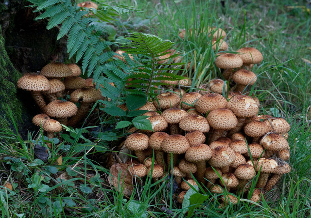 Large patch of fungi