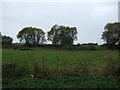 Grazing near Scotton